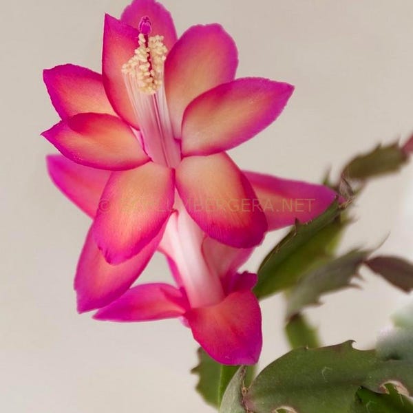La Schlumbergera O Cactus De Navidad - Foto 4