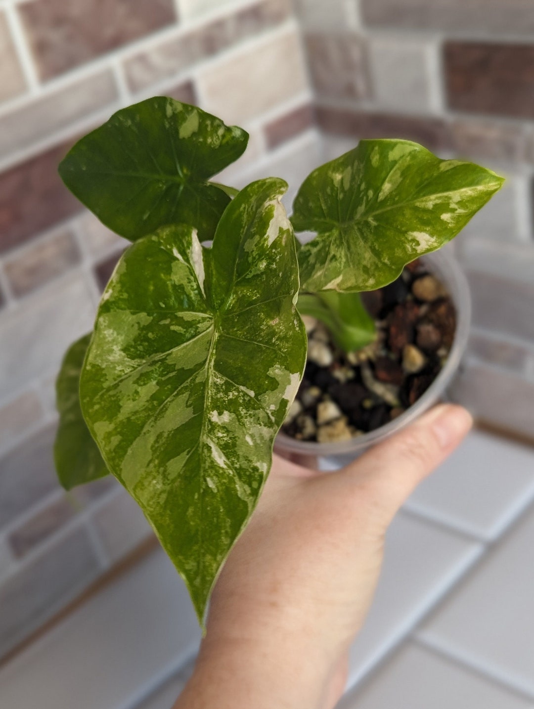 Variegated Taro Alocasia Odora Variegata, Rare Variegated Elephant Ear Taro Plant - Etsy