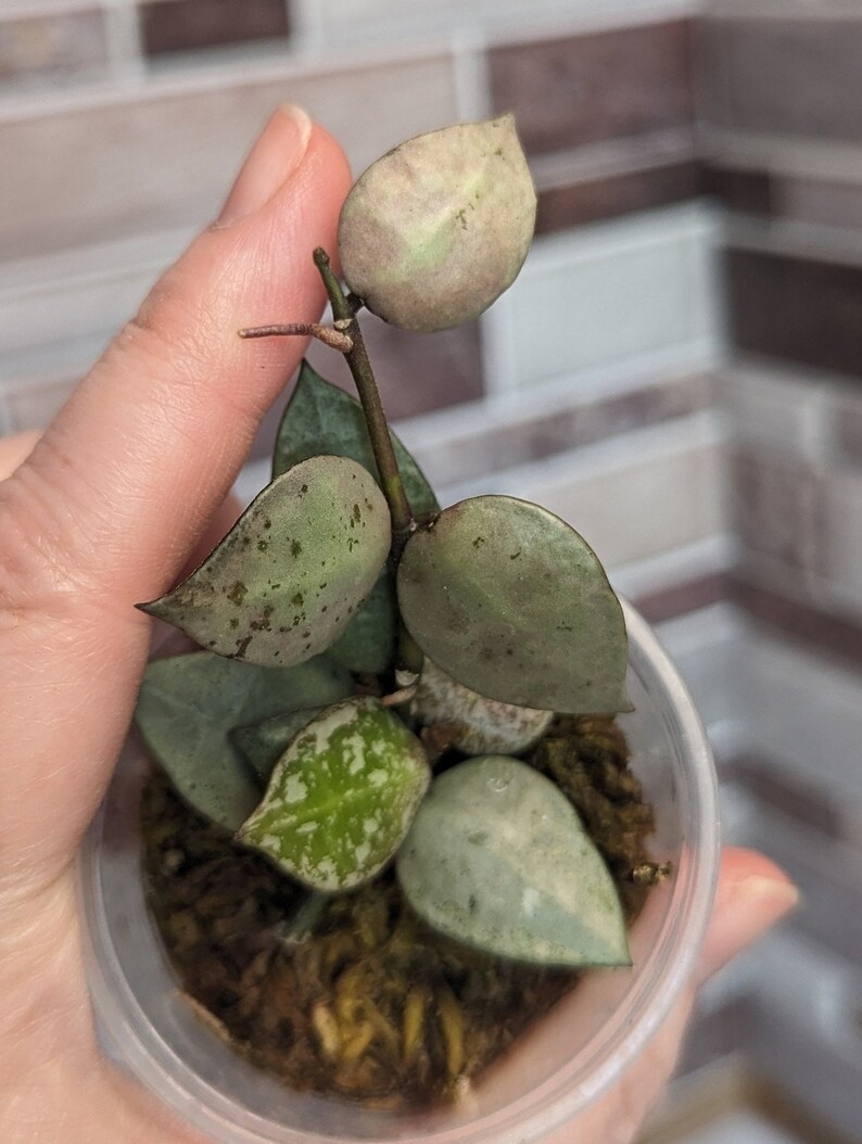 POWERS TO FLOWERS - HOYA KROHNIANA, ESKIMO XL, Pianta vera