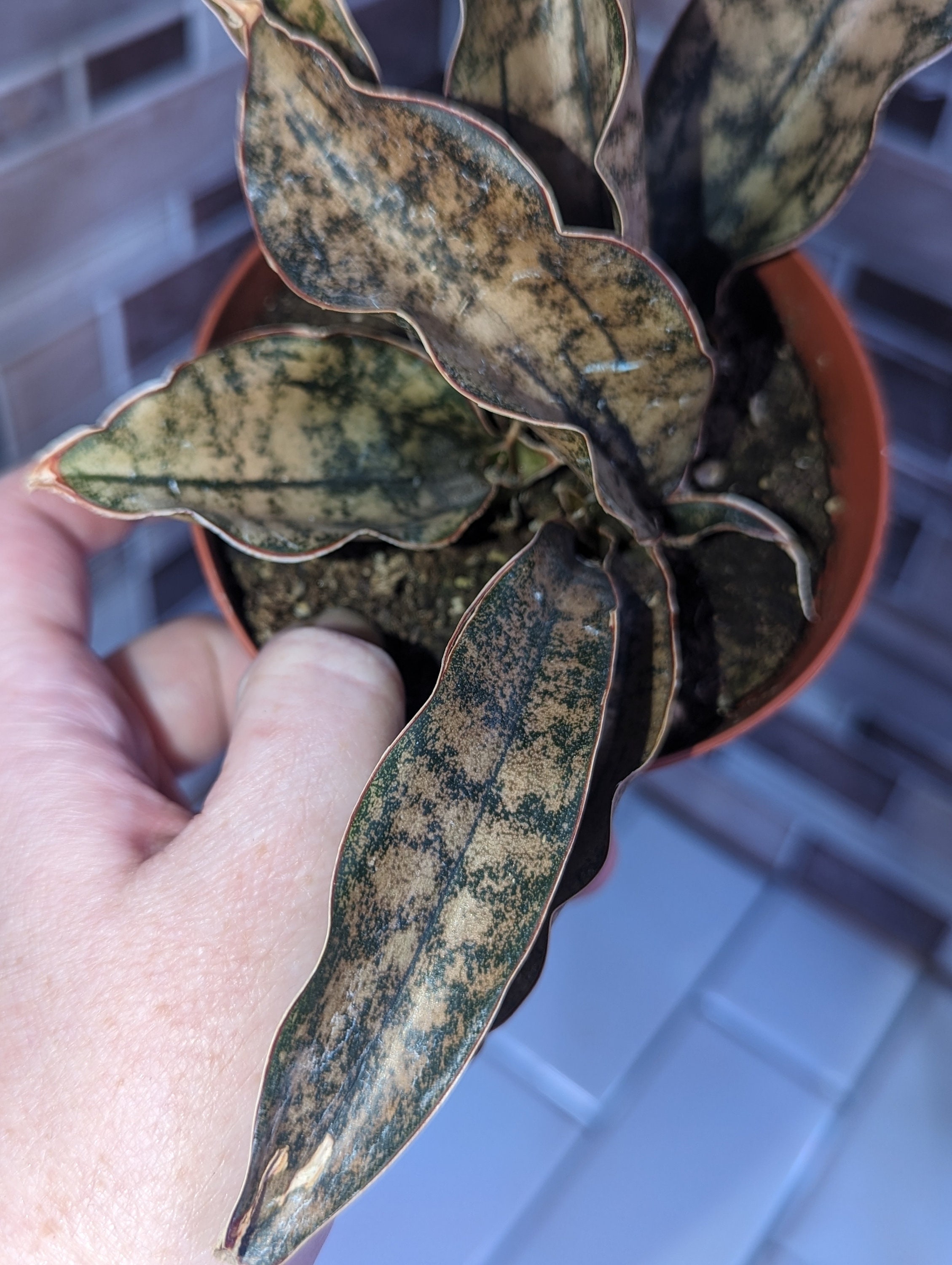 Sansevieria Kirkii Coppertone, Snake Plant, Dracena, Bronze Etsy