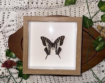 Prawdziwy motyl oprawiony w ramę, sztuka ścienna w pudełku cieni, Whimsigoth Boho Fairy Cottagecore
