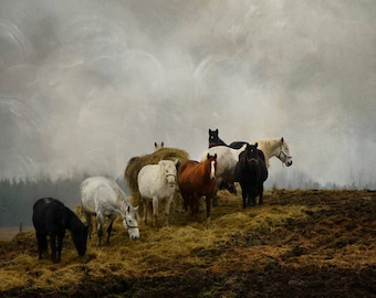 gallery wrap horses country field hill fine art photography animals color