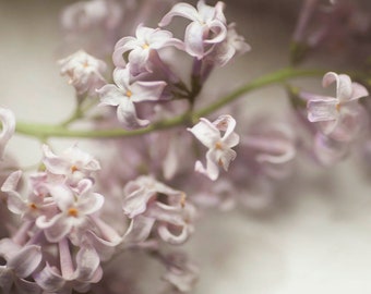 flowers lilacs spring bouquet nature photography still life photography home decor office decor