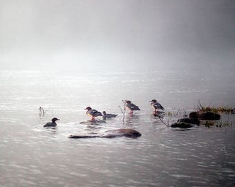 Gallery Wrap, ducks lake water fog mist bathroom decor office decor landscape photography home decor