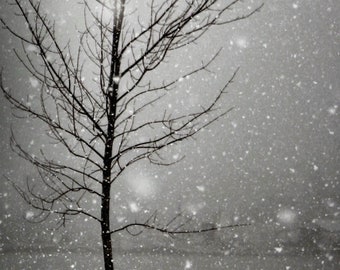 tree, jude mcconkey photography, print, wall decor, winter, snow, scenic