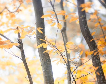 landscape photography trees woods Autumn nature photography wall decor