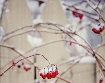 Red Berries, jude mcconkey photography, print, wall decor, berries, winter, snow