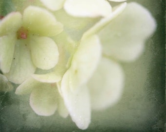 Soft Blossoms, jude mcconkey photography, print, wall decor, viburnum, flowers