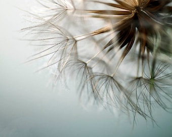 puffball summer dandelion macro photography home decor bathroom decor nursery decor