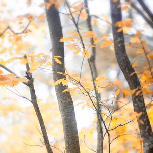 landscape photography trees woods Autumn nature photography wall decor