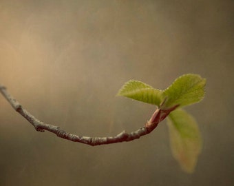 Softly Reaching, jude mcconkey photography, print, wall decor, leaves, selective focus