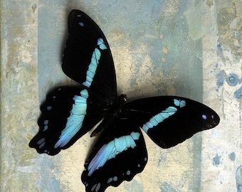 Portrait of a Butterfly, jude mcconkey photography, blue, print, wall decor, butterfly, blue