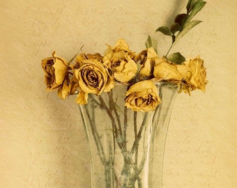 Memory of Roses, jude mcconkey photography, print, wall decor, yellow roses, dead