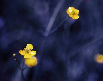 Buttercups in Deep Blue, jude mcconkey photography, flowers, floral, blue, yellow, print, wall decor