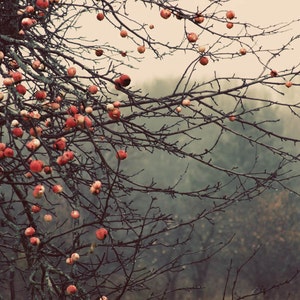 apples orchard landscape photography Fine Art Photograph canvas gallery wrap office decor home decor