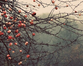 apples orchard landscape photography Fine Art Photograph canvas gallery wrap office decor home decor