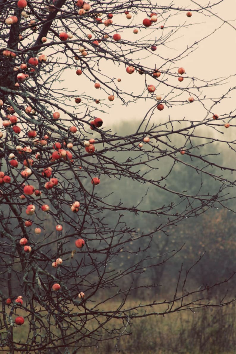 apples orchard landscape photography Fine Art Photograph canvas gallery wrap office decor home decor image 1