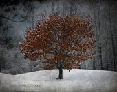 winter tree landscape photography fine art photography nature photography home decor office decor