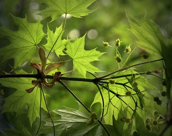 leaves summer green nature photography fine art photography home decor