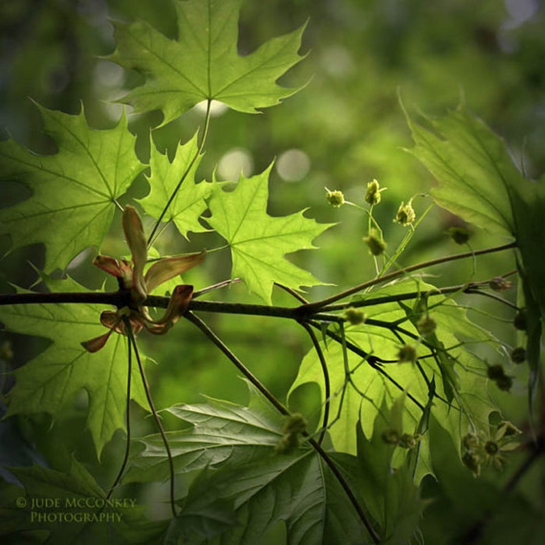 leaves summer green nature photography fine art photography home decor image 1