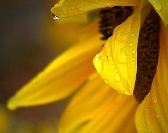 Sunflower photograph, flower print, rain, home decor, Fine Art Photograph