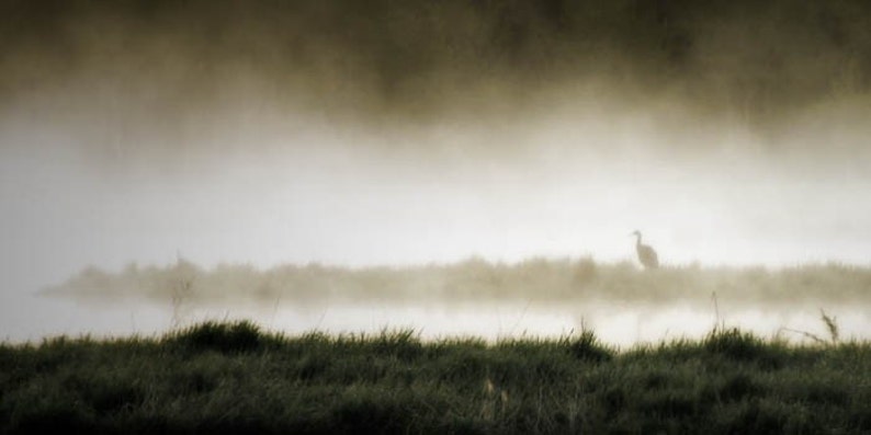 Fog photograph, mist, crane photograph, home decor, animal photography, wilderness image 1