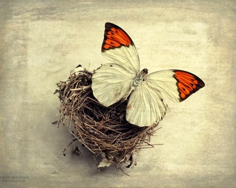 butterfly bird nest landscape photography home decor nursery decor still life photography