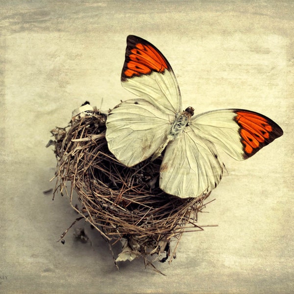 butterfly bird nest landscape photography home decor nursery decor still life photography