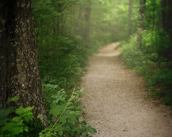 landscape photography PRINT ONLY Summer Spring fine art photography fog mist woodland home decor