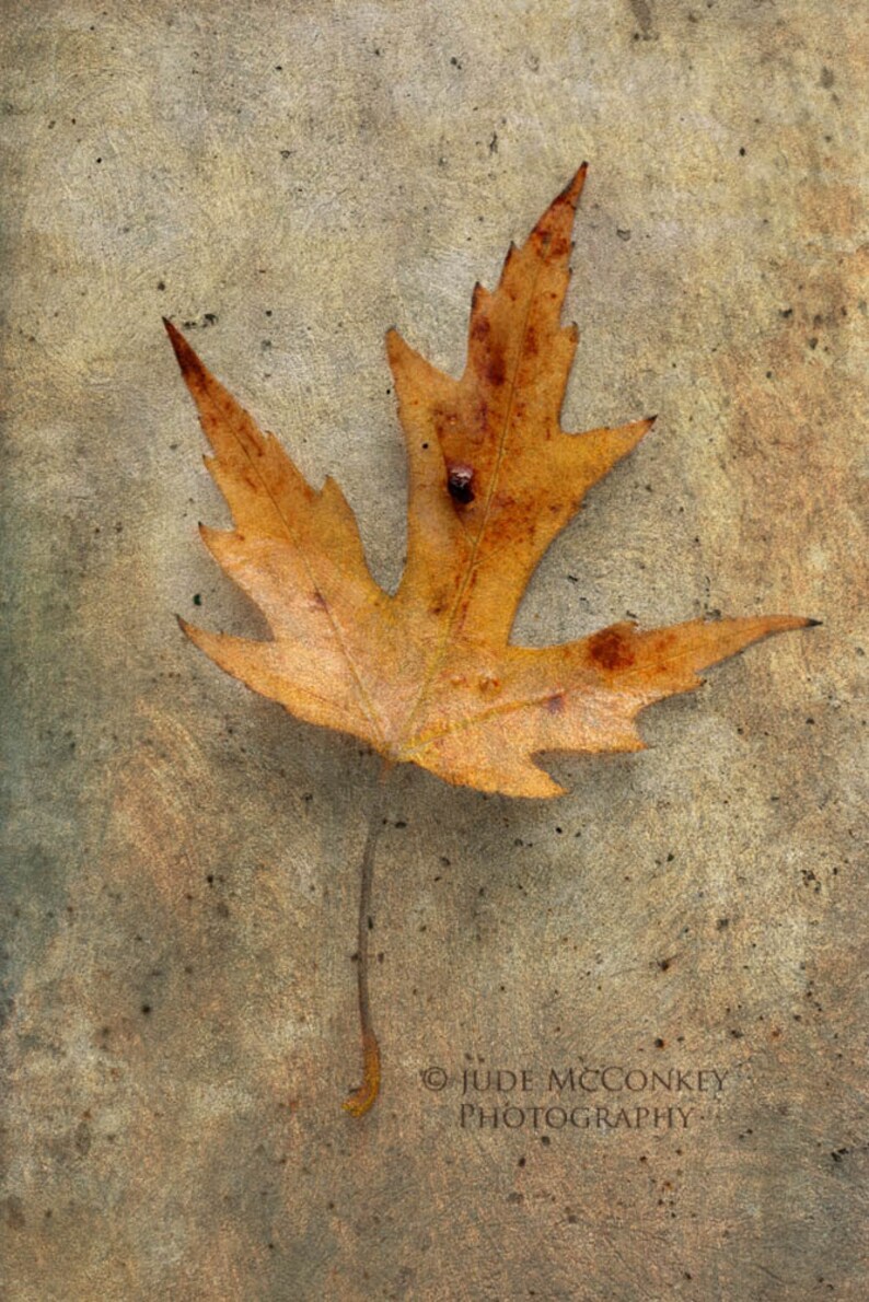 autumn decor leaf gold yellow nature photography home decor holiday gift still life photography image 1