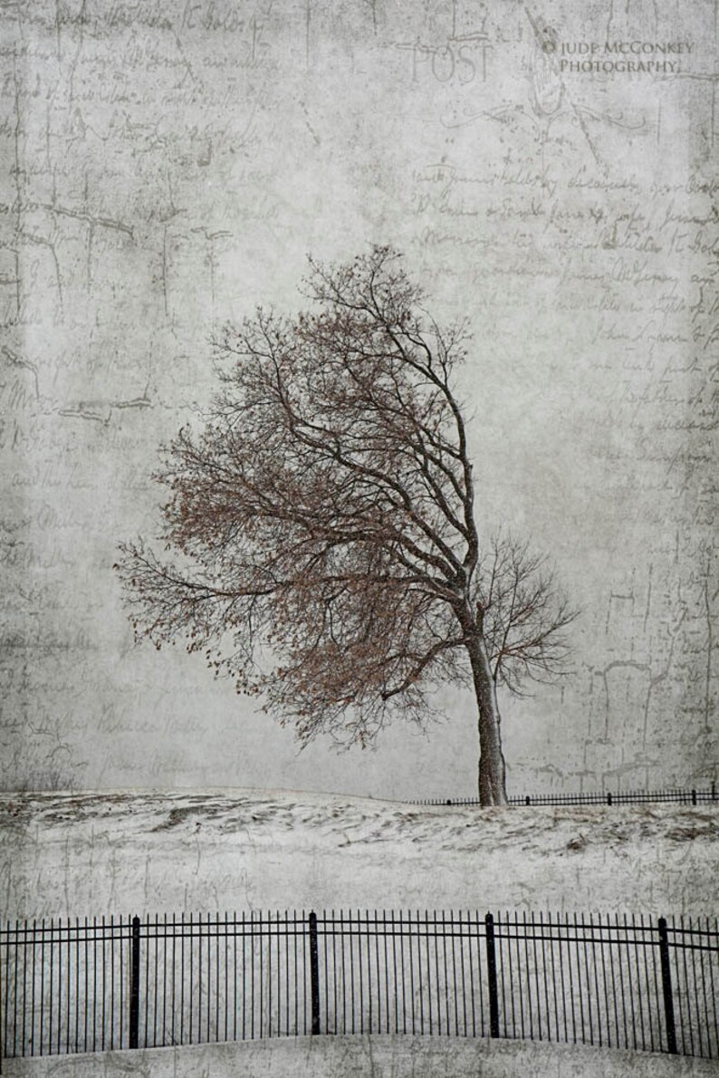 bent tree windblown landscape photography snow winter canvas gallery wrap office decor home decor image 1