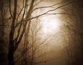 Woodland Photograph, Tree Print, sepia, home decor, Fine Art Photograph