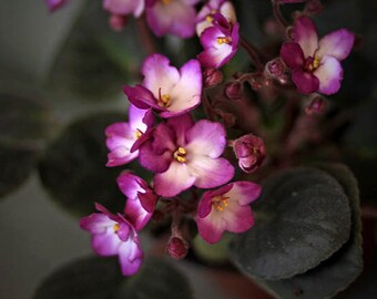 violets still life photography nature purple green floral flower home decor Spring Easter