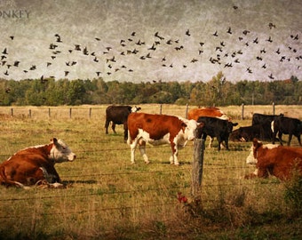 cows blackbirds animal photography fine art photography nature wall decor home decor office decor