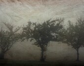 Tree photograph, fog print,  home decor, Fine Art Photograph