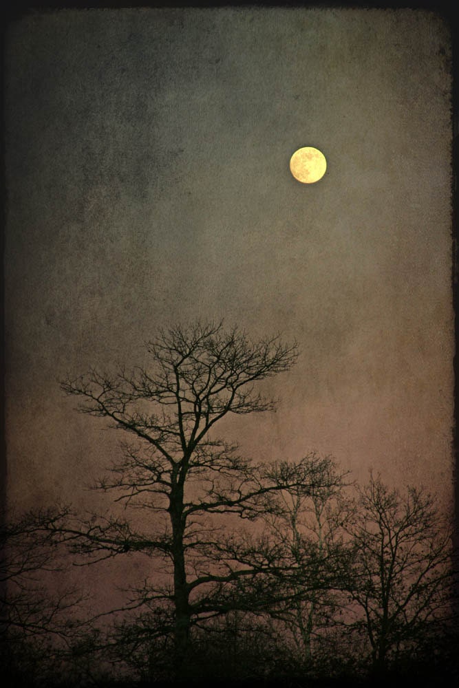 landscape photography  full  moon nature tree fine art  Etsy