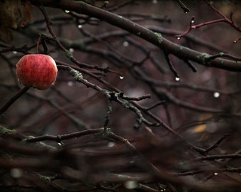 nature photography Autumn red apple oxblood woods fine art photography print dark art home decor office decor branches