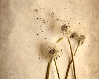 Blowing Away, jude mcconkey photography, print, wall decor, dandelion puffs,