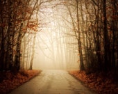 landscape photography nature fine art photography autumn orange leaves woodland