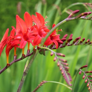 Red Crocosmia Montbretia Flower Photo - Nature Photography Digital Print