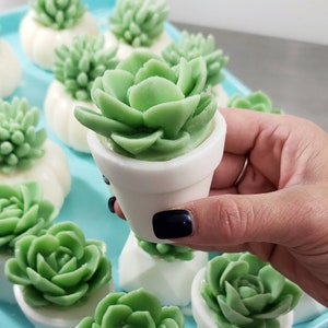 Succulent Gift / Unique Gifts For Women / Succulent Soap / Cactus Decor / Cactus Gift / Best Friend Birthday Gift / Little Gift / Succulents