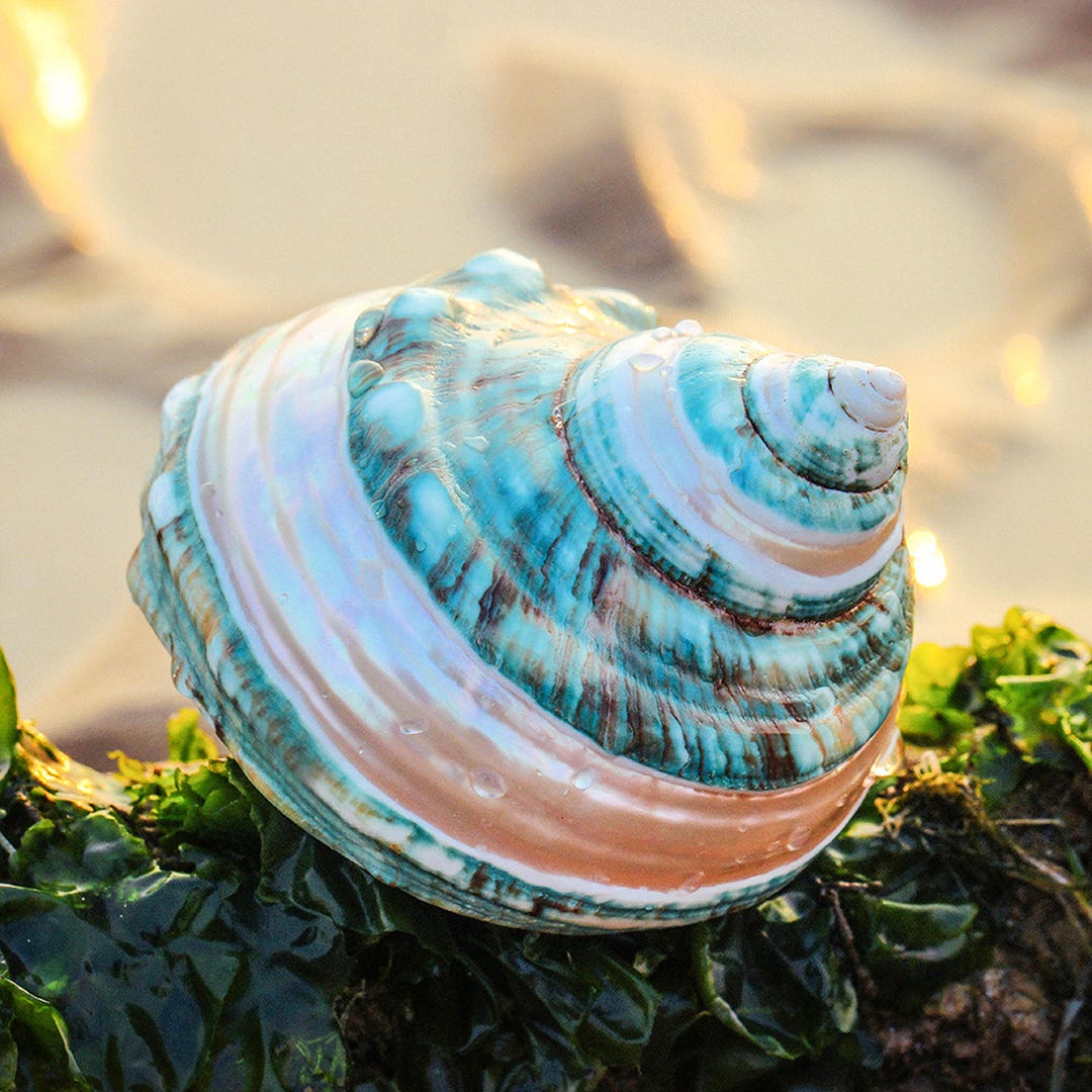 Natural Conch, Seashell, Turbo Shell, Banded Jade Turbo Shell - Etsy