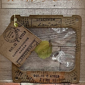 Vintage Style Specimen Cards for Junk Journals Scrapbooking and More image 4