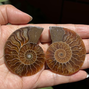 A pair Natural Ammonite Fossil Conch ,fossil rocks,Specimen of Madagascar,Fossil specimens,Crystal gift,Home Decor, Crystal Healing