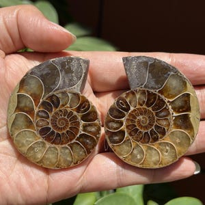 A pair Natural Ammonite Fossil Conch ,fossil rocks,Specimen of Madagascar,Fossil specimens,Crystal gift,Home Decor, Crystal Healing