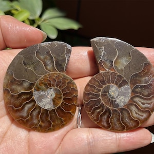 A pair Natural Ammonite Fossil Conch ,fossil rocks,Specimen of Madagascar,Fossil specimens,Crystal gift,Home Decor, Crystal Healing