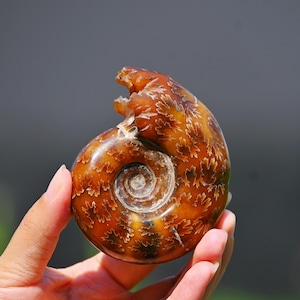 0.18kg Natural Ammonite fossil conch ,fossil rocks,Specimen of Madagascar,Fossil specimens,Crystal gift,Home Decor, Crystal Healing L333