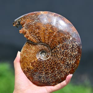 1.13kg Natural Ammonite fossil conch ,fossil rocks,Specimen of Madagascar,Fossil specimens,Crystal gift,Home Decor, Crystal Healing L345