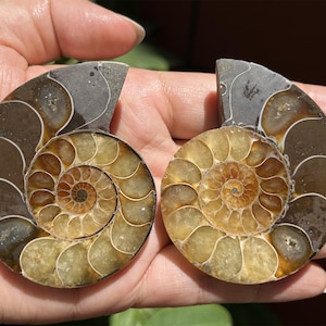 A pair Natural Ammonite Fossil Conch ,fossil rocks,Specimen of Madagascar,Fossil specimens,Crystal gift,Home Decor, Crystal Healing
