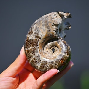 0.41kg Natural Ammonite fossil conch ,fossil rocks,Specimen of Madagascar,Fossil specimens,Crystal gift,Home Decor, Crystal Healing XL3153